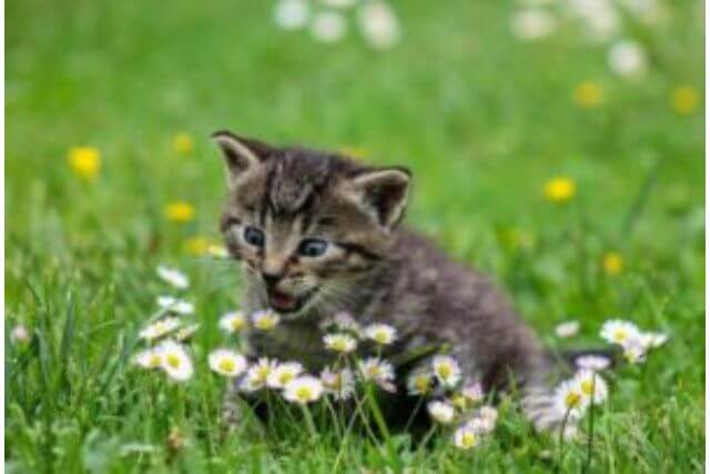 知っておきたい！猫の交配と繁殖について