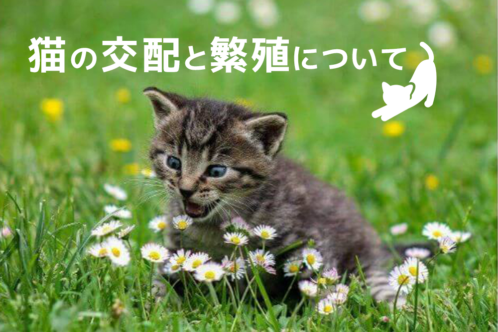知っておきたい!猫の交配と繁殖について