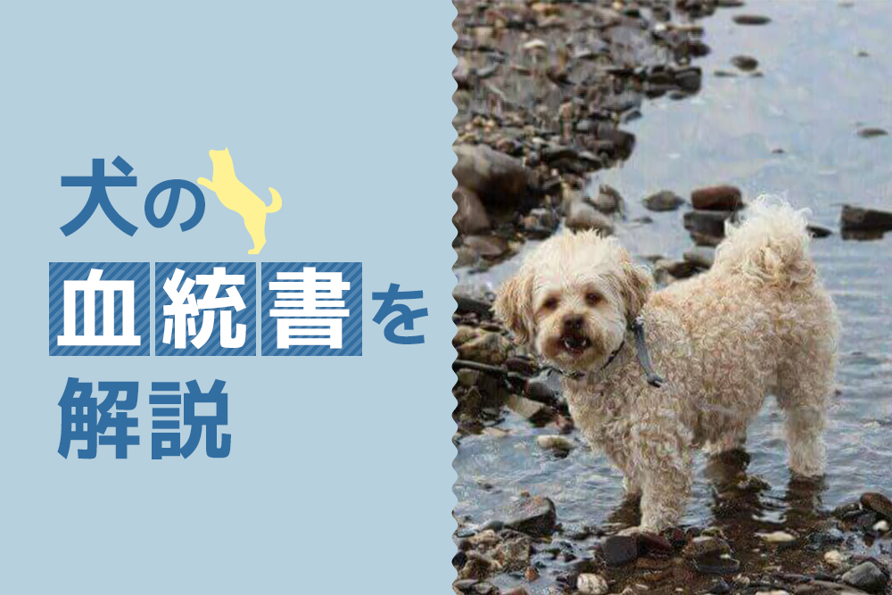 どこを読めばいい?犬の血統書を解説
