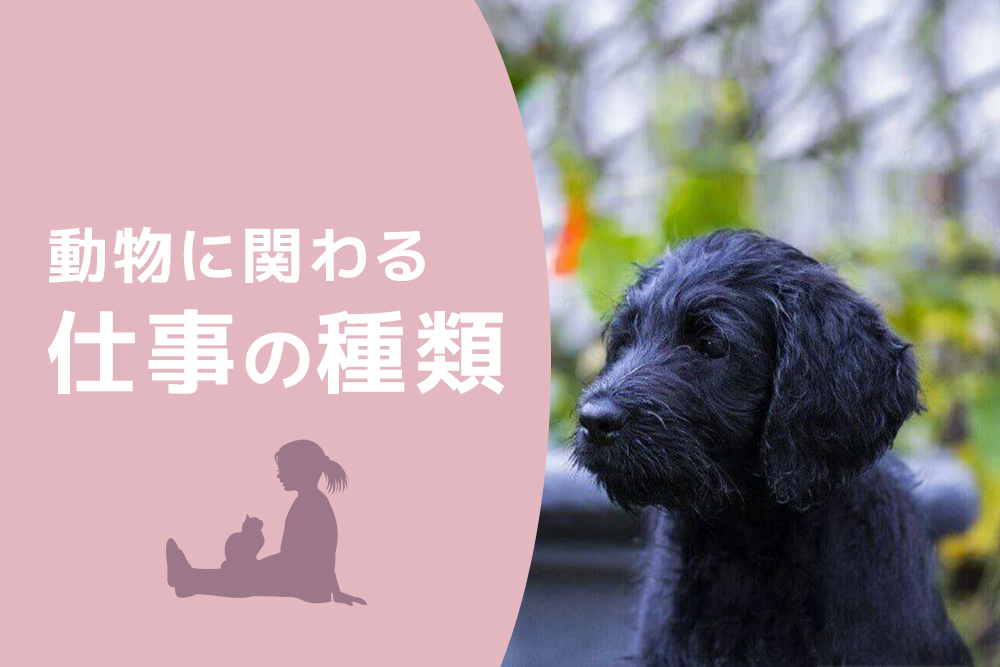 こんなものもあった!動物に関わる仕事の種類