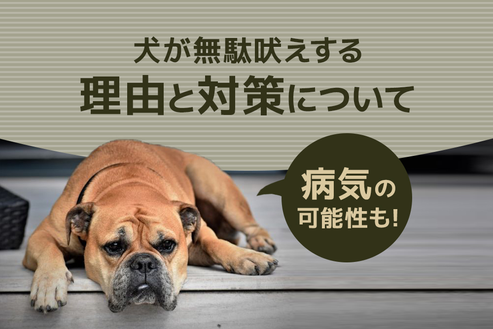 病気の可能性も!犬が無駄吠えする理由と対策について