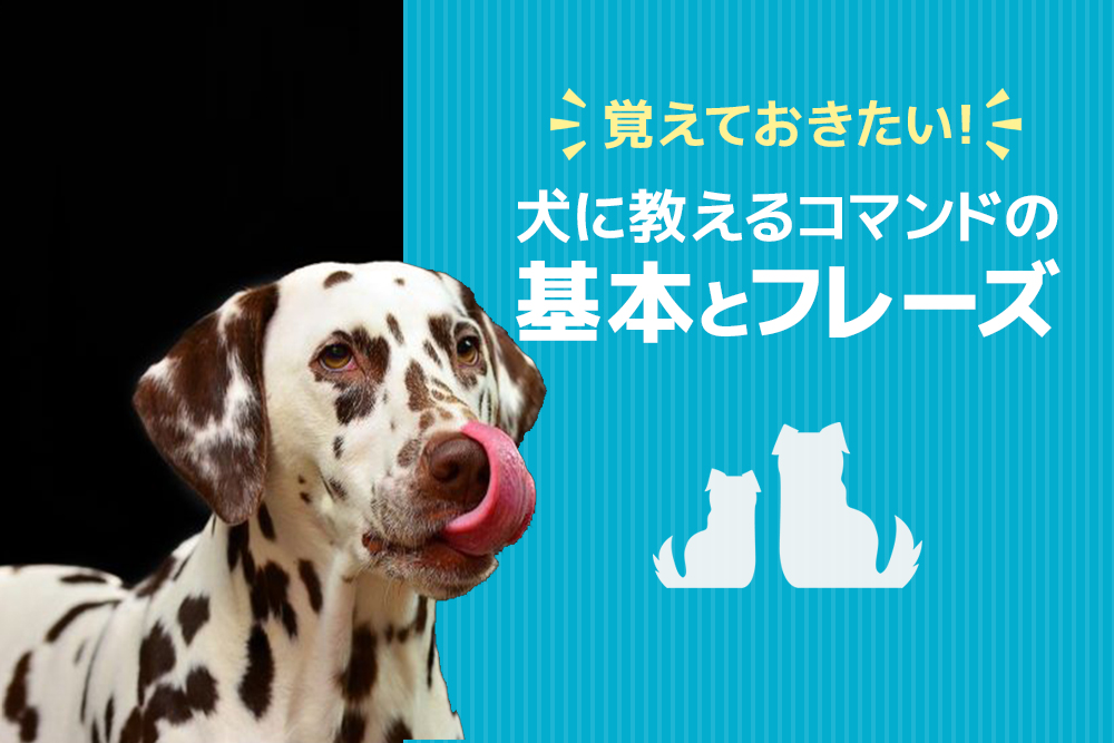 覚えておきたい!犬に教えるコマンドの基本とフレーズ