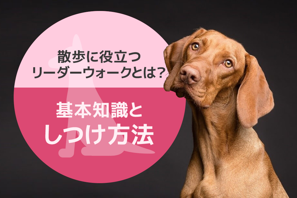 散歩に役立つリーダーウォークとは？基本知識としつけ方法