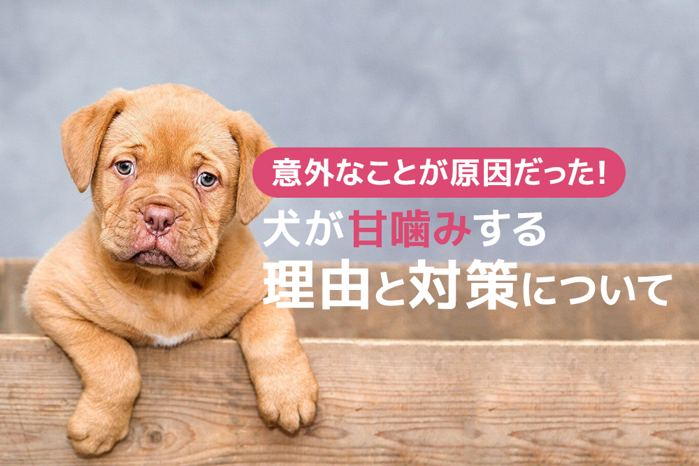 意外なことが原因だった!犬が甘噛みする理由と対策について