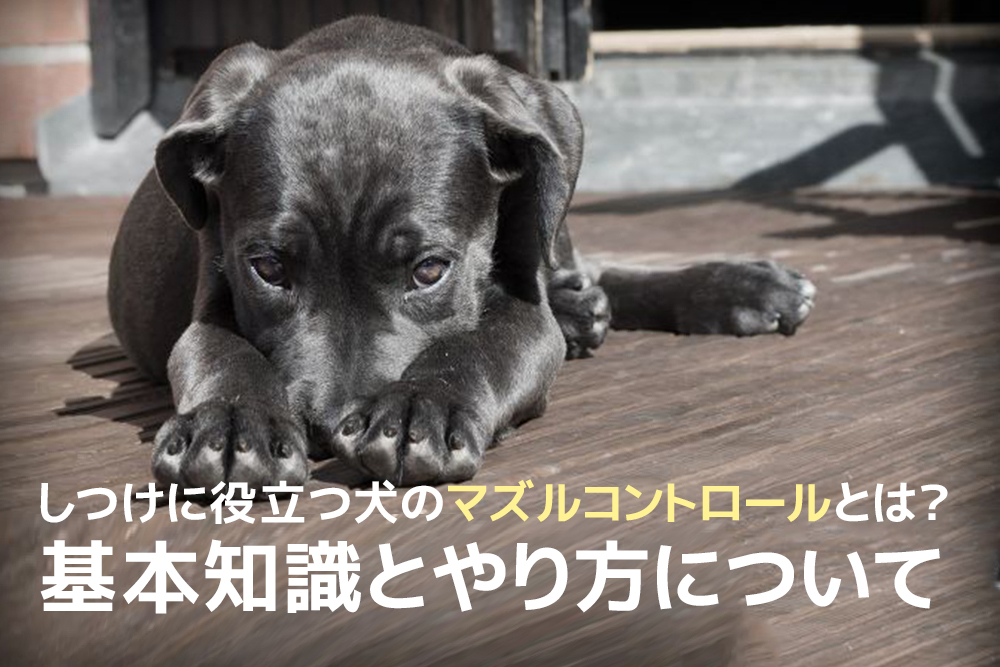 しつけに役立つ犬のマズルコントロールとは?基本知識とやり方について