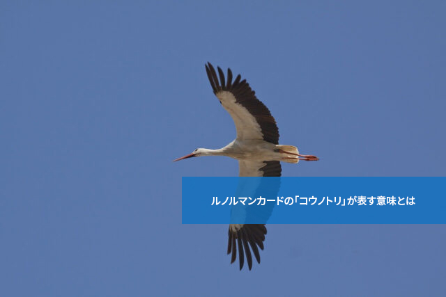 子宝の証?ルノルマンカードの「コウノトリ」が表す意味とは