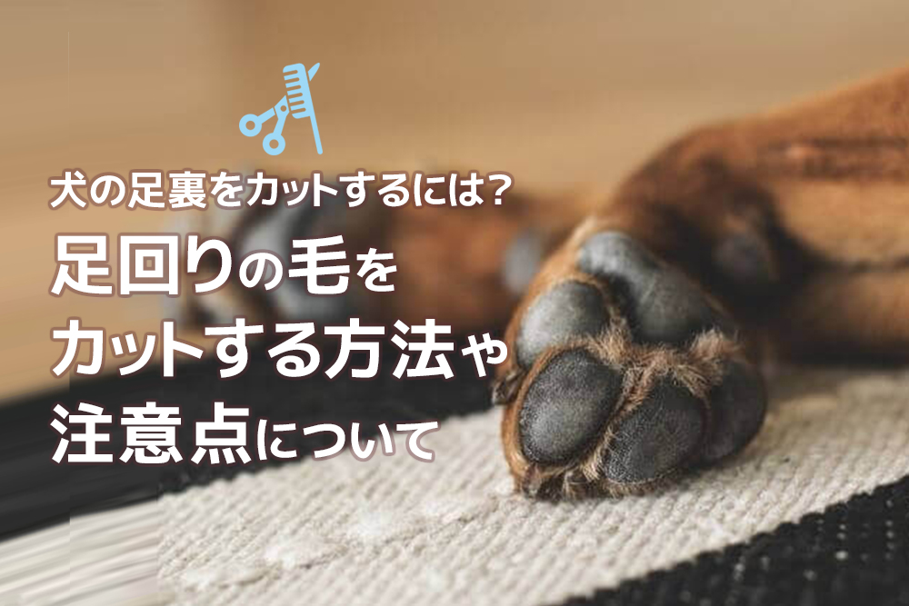 犬の足裏をカットするには?足回りの毛をカットする方法や注意点について
