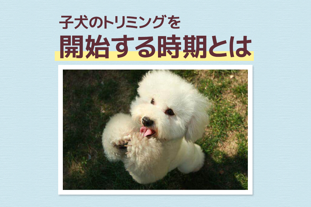 いつから始める?子犬のトリミングを開始する時期とは
