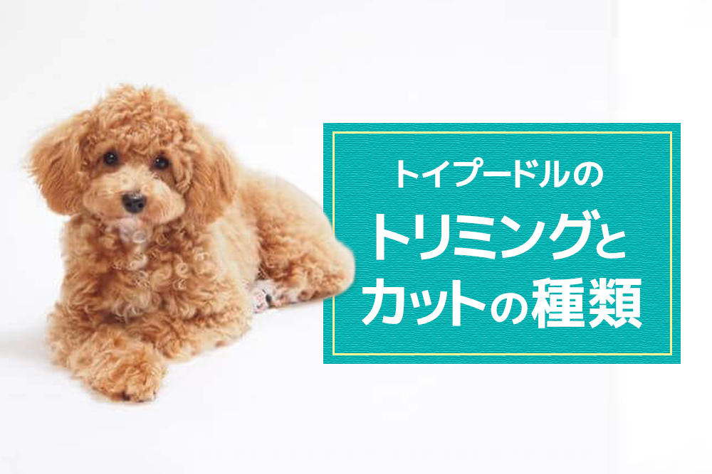 可愛く仕上げるならこのカット!トイプードルのトリミングとカットの種類