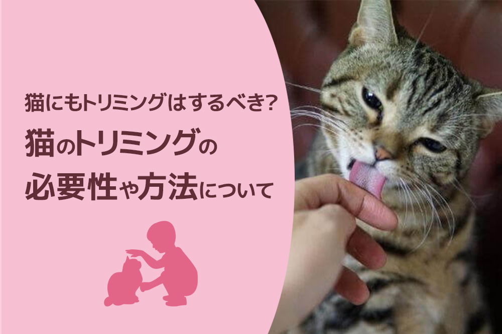 猫にもトリミングはするべき?猫のトリミングの必要性や方法について