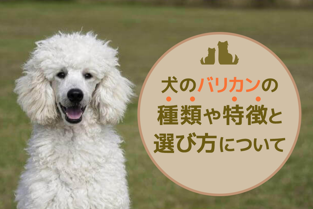 どんなものが便利?犬のバリカンの種類や特徴と選び方について