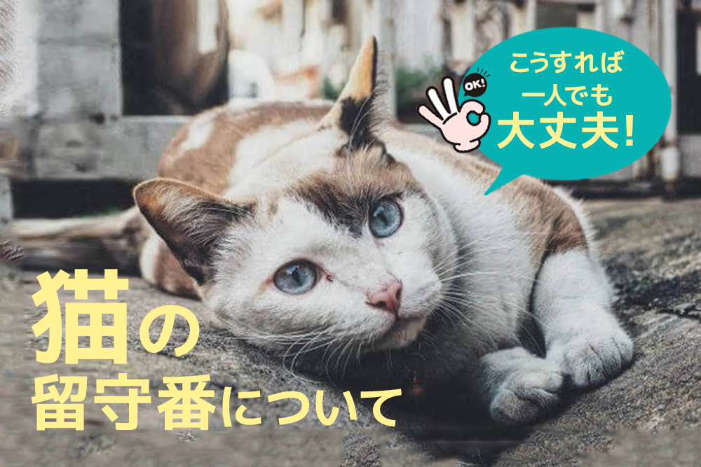 こうすれば一人でも大丈夫!猫の留守番について