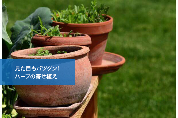 見た目もバツグン!ハーブの寄せ植え