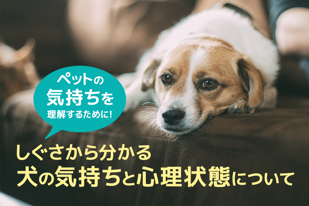 ペットの気持ちを理解するために!しぐさから分かる犬の気持ちと心理状態について