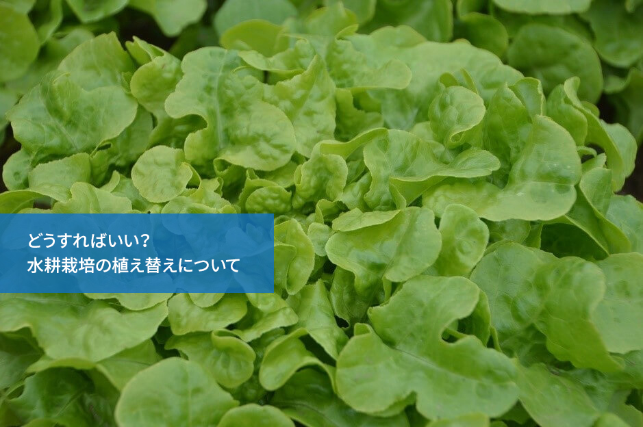 どうすればいい?水耕栽培の植え替えについて