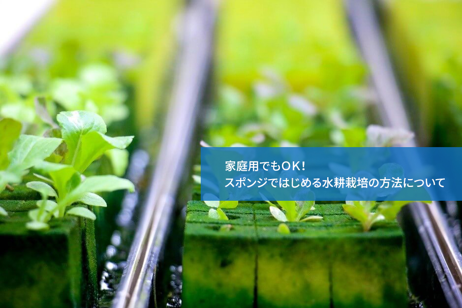 家庭用でもOK!スポンジではじめる水耕栽培の方法について