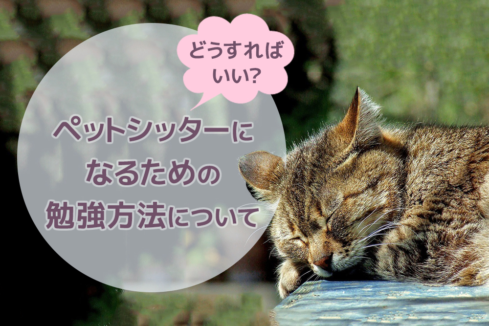 どうすればいい?ペットシッターになるための勉強方法について