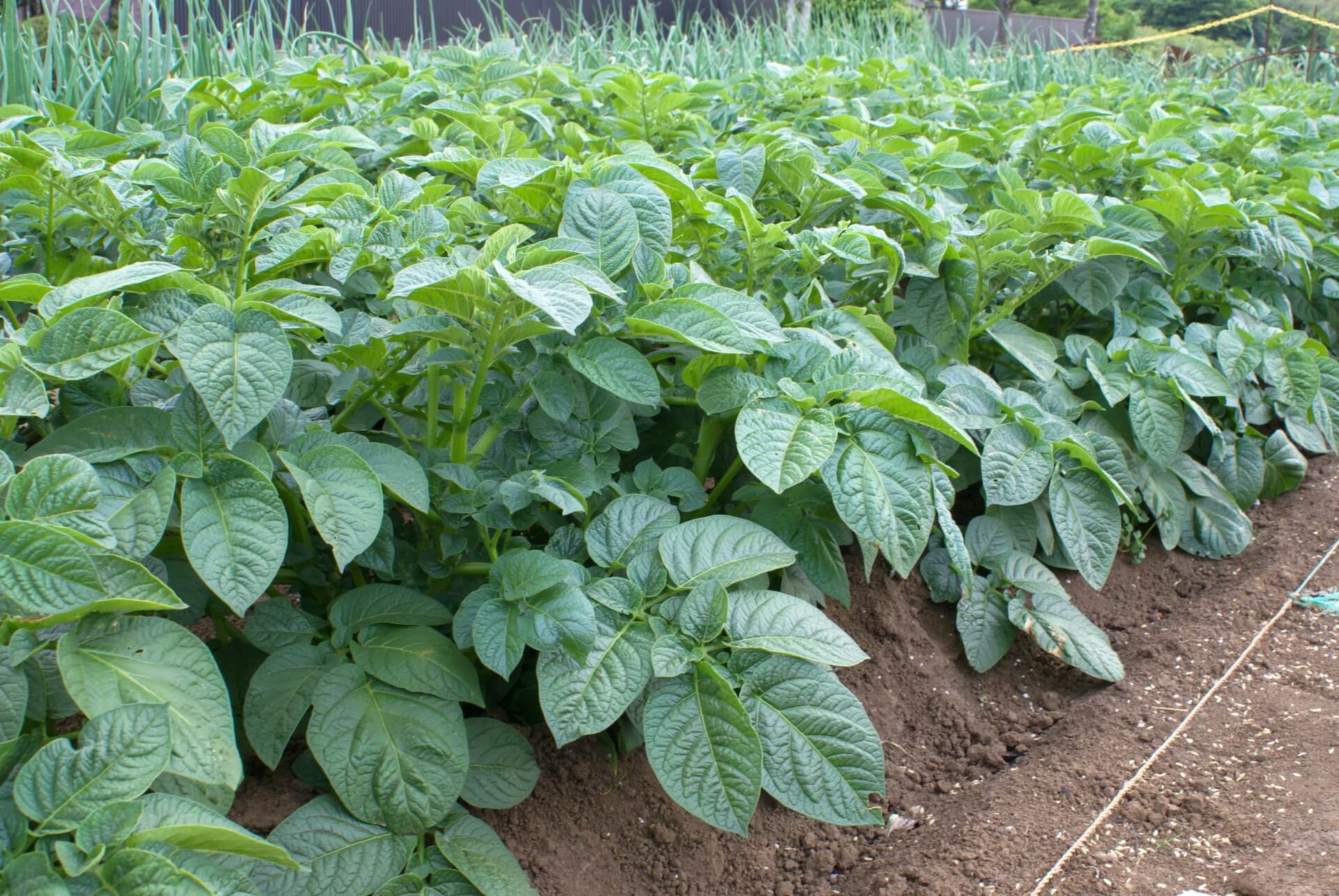 家庭菜園士®資格試験概要