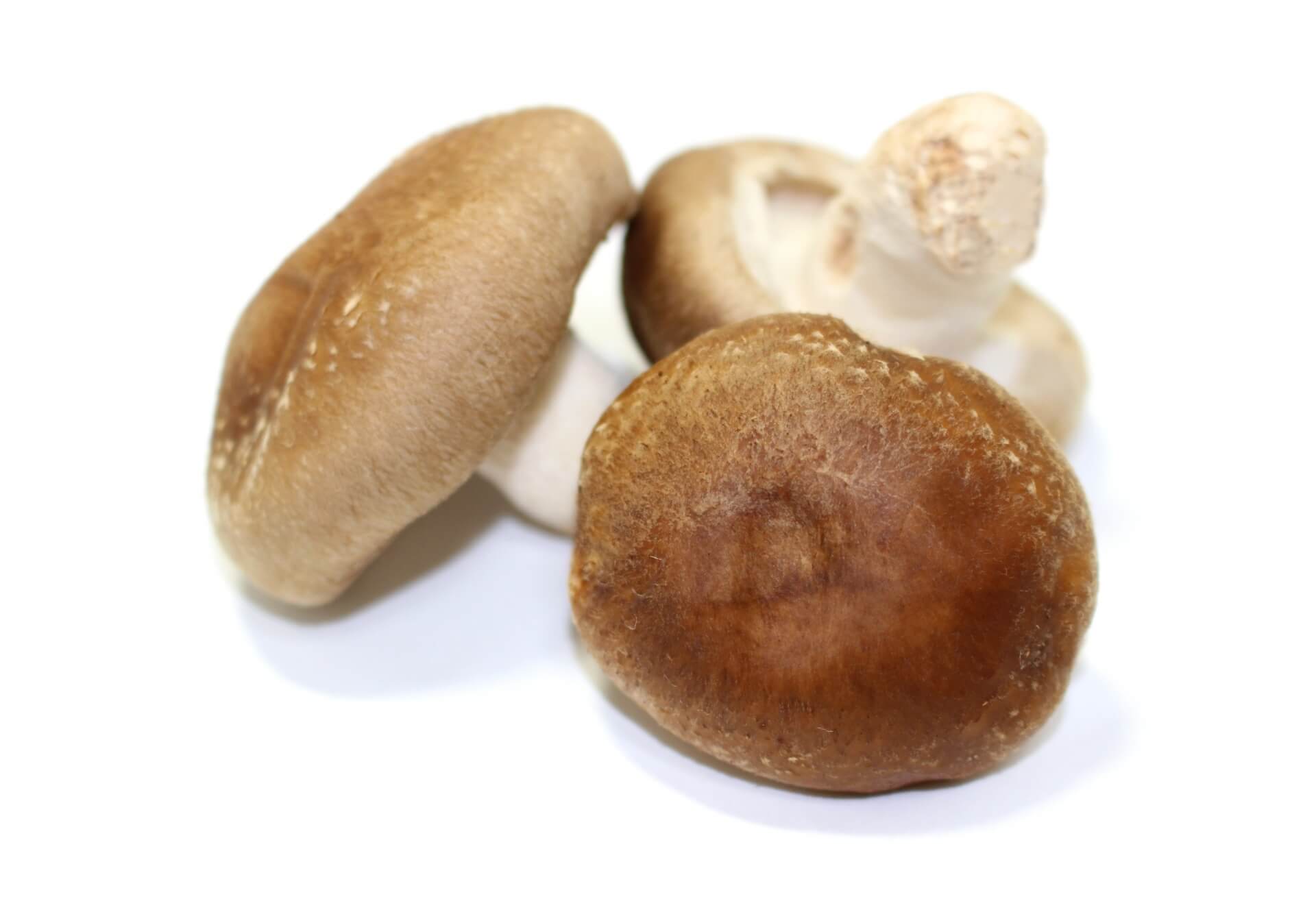 菌類インストラクター資格試験概要