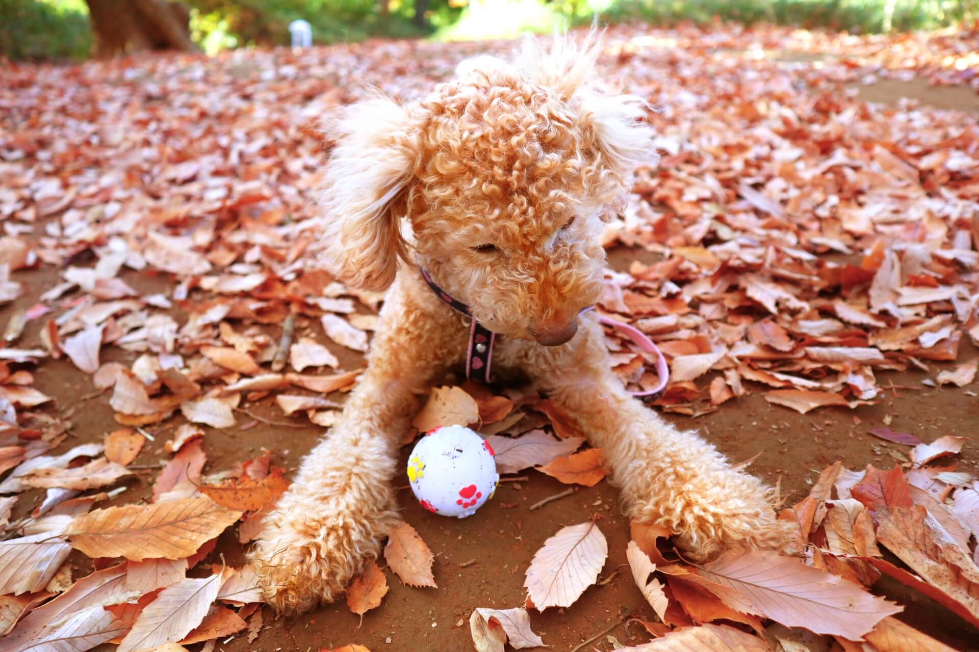 ペットセラピーインストラクター資格試験概要