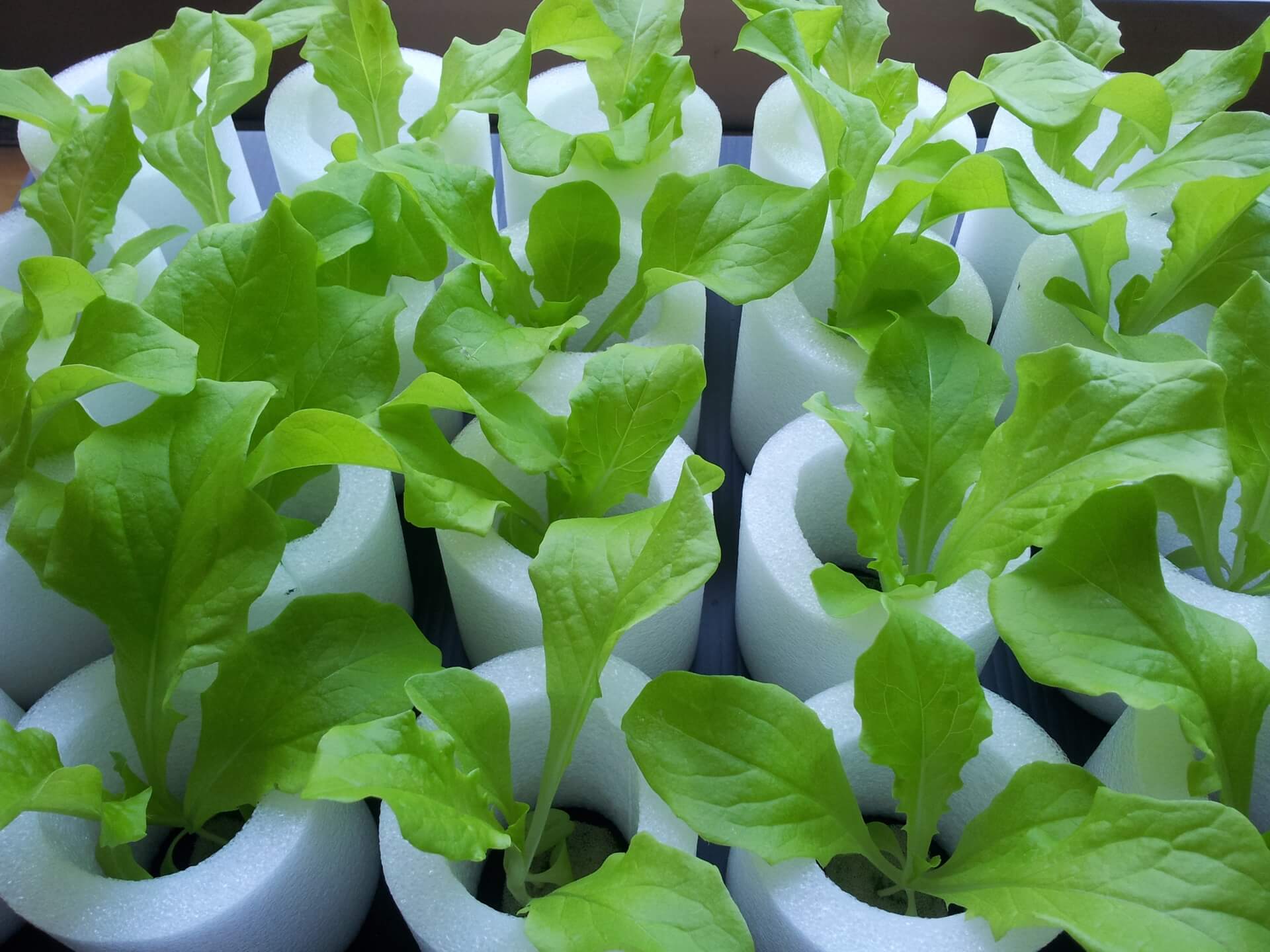 水耕栽培士®資格試験概要